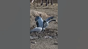 Журавль-красавка // Demoiselle crane