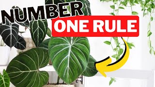 How To Keep Houseplants Alive During The Winter Month.