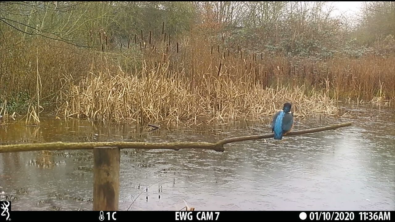Kingfishers visit our artificial perch!