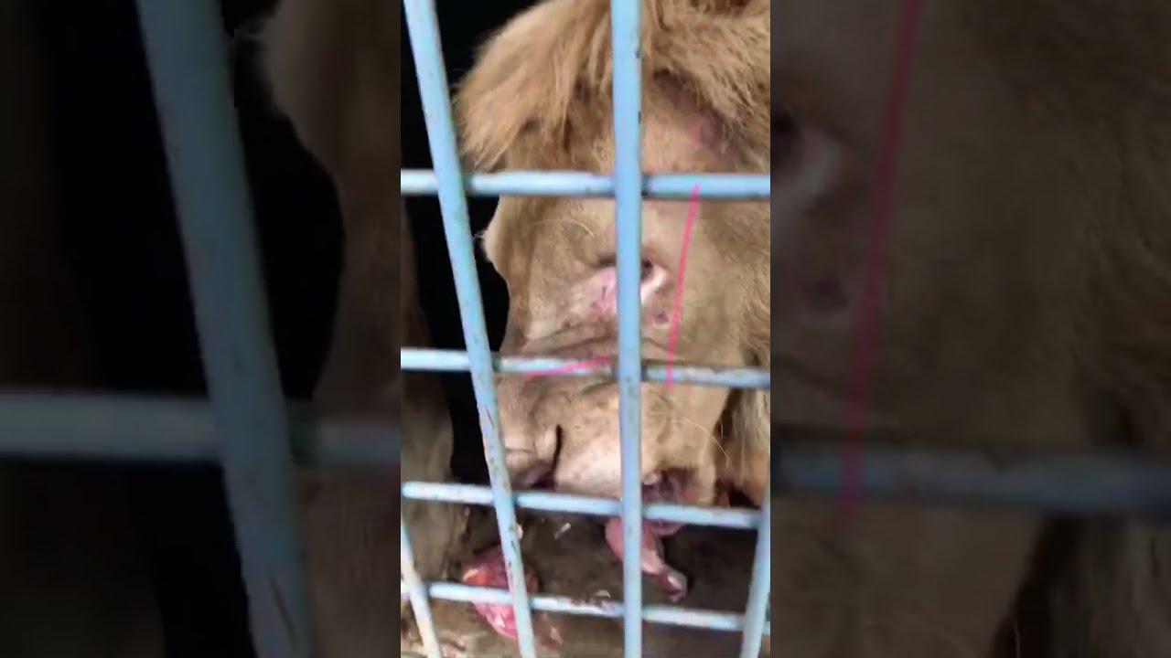 Lion Food Time Animals Wildlife Tiger Bigcat Shortvideo Zoo Wildliferescue
