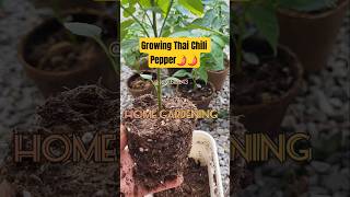 Growing Hot Pepper and Repotting into a larger pots/ #planting #homegardening #hotpepper