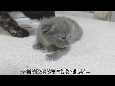 猫動画 子猫の性別判定 Youtube