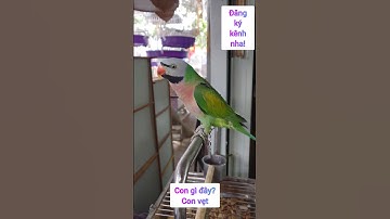con vẹt | học các con vật #parrot