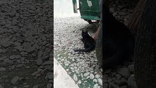 cat cute short hviral fyp foryou