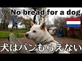 柴犬柿丸  川沿いの遊歩道にパンの誘惑【オランダ / 環境音 / 4K】Kaki-Maru the Shiba Inu