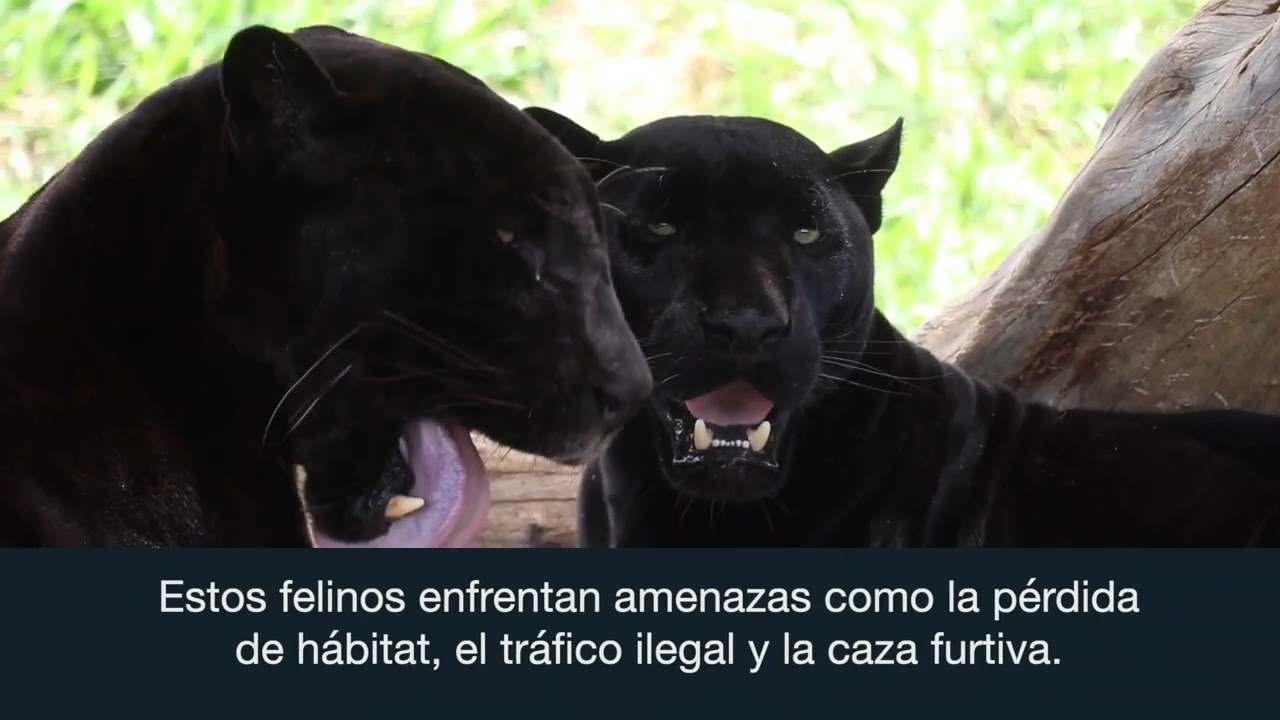 El jaguar en peligro: la misión de Grupo Campollo y Animal Conservation Reserve para protegerlo