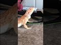 This bearded dragon has the moves 🕺 #wildlife #viral