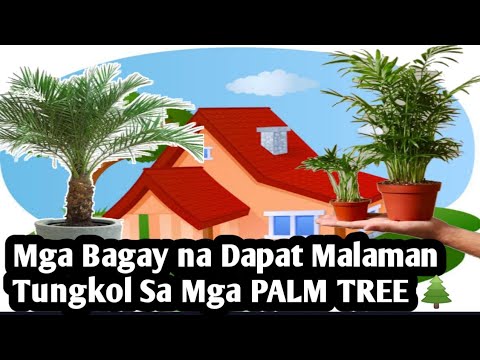 Video: 3 Mga paraan upang Hugasan ang Mga pinggan