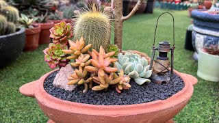 Succulents and Cactus Arrangement