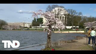 Stumpy's last bloom: Beloved DC cherry tree receives heartfelt goodbye as renovation nears
