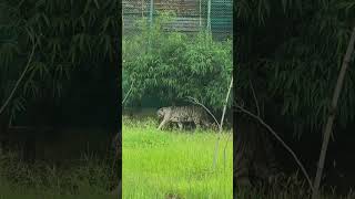 #whitetiger #jungleadventure #funwithanimals