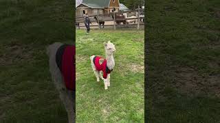 🦸🏻🦙 Super ALPACA trains to save world! 🌎