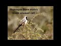 Namaqua Dove male&#39;s more unusual call