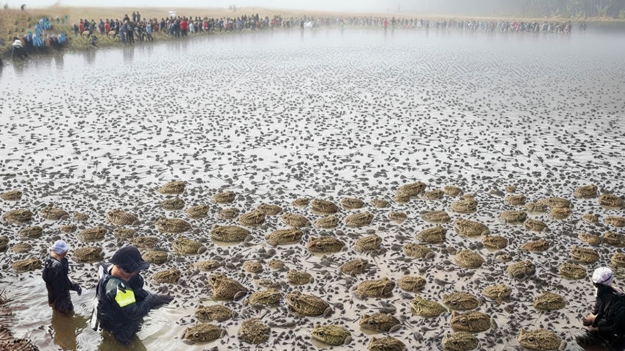 أستراليا تطلق النمل لقتل أخطر حيوان سام في العالم | والنتائج أرعبت العلماء