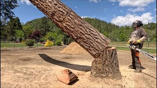 Tree Expires in Slow Motion by August Hunicke 11,662 views 8 days ago 5 minutes, 5 seconds