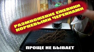 Размножение ежевики корнями(корневыми черенками) Самые простые способы размножения ежевики