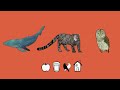 Animal Adaptations: How Features Help Survival in Diverse Environments