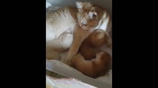 милота мамина #британскийкотенок #cat #kitten #catlover #хочукотенка #cutecat