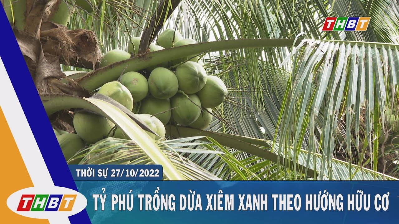 Trồng dừa xiêm dứa mô hình kinh tế nhiều tiềm năng  Báo Tây Ninh Online