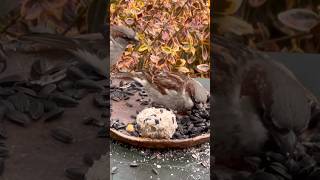 Sparrows Taking Over the Feeder | Relaxing Bird Sounds 4K