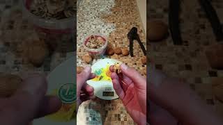 видео: Какие же они Грецкие орешки внутри? Гибрид Грецкого ореха с сердцевидным ГС 85-3. картинка: Какие же они Грецкие орешки внутри? Гибрид Грецкого ореха с сердцевидным ГС 85-3.