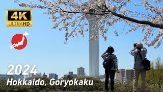 【4K HDR】1500 beautiful SAKURACherry blossoms at Goryokaku in Hokkaido 2024