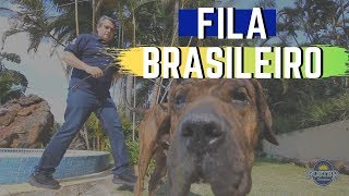 FILA BRASILEIRO Parte 2