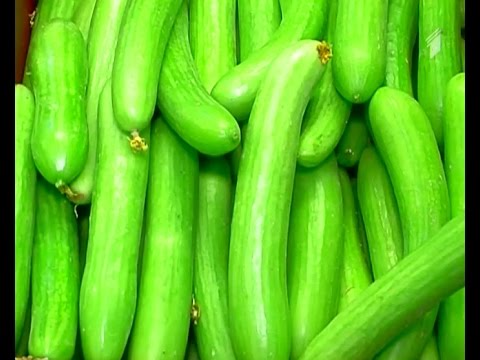 სადილის დრო - რატომ უნდა მივირთვათ კიტრი ხორცთან ერთად