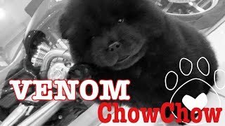 VENOM - The Black Chow Chow