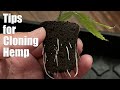 Tips for cloning hemp cuttings