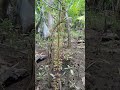 cay canh que em #caytrong #bonsai #cayantrai