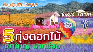 5 ทุ่งดอกไม้สุดสวยงาม ที่เขาใหญ่ ปากช่อง ต้อนรับปีใหม่2567 ที่ไม่ต้องไปไกลถึงภาคเหนือ มีที่ไหนบ้าง