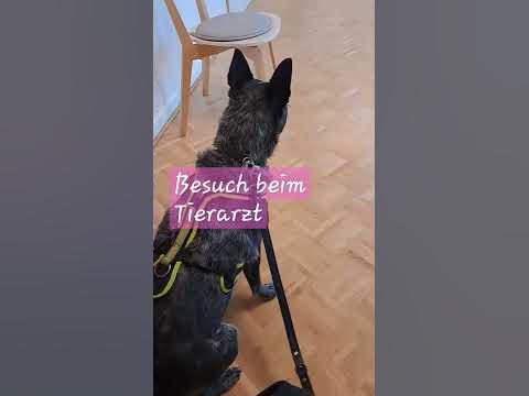 Da Zali das ganze Wochenende über Magen-Darm Probleme hat, ist heute
