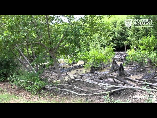 Watch Faune anfibie di mangrovieti e piane fangose malesi (with English subtitles) on YouTube.