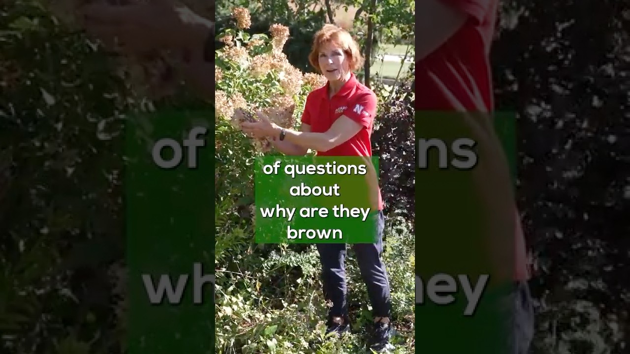 Почему листья моей гортензии становятся коричневыми? | Диагностика растений для садоводов