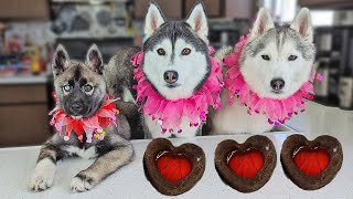 Husky Puppy FIRST Time Making Dog Treats!