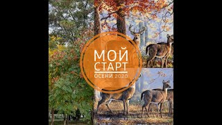 Мережка, Merejka К-168 Under the Oaks Под дубами  #Merejka Старт осени!