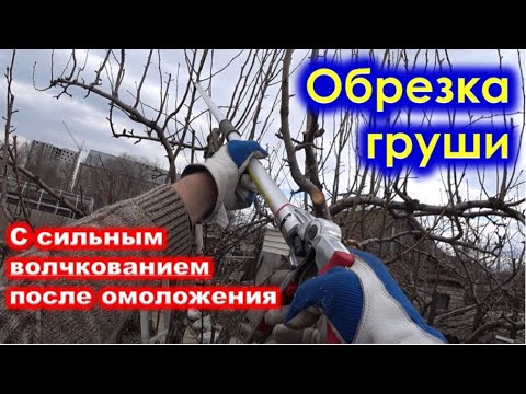 Видео: Старкримсон лийрний мэдээлэл: Старкримсон лийрийг ландшафтаар ургуулж байна