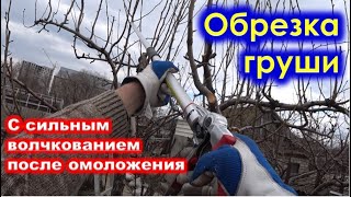 картинка: ОБРЕЗКА ГРУШИ с сильным ВОЛЧКОВАНИЕМ