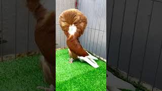 Beautiful Jacobin Pigeon