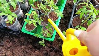 Вторая подкормка рассады томатов🍅🍅🍅