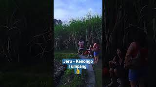 Kenongo Tumpang Malang.