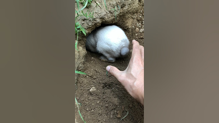 #rabbiteating #rabbit #cute #cuteanimals #pet #pets #short #shorts