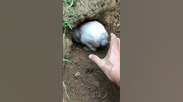 #rabbiteating #rabbit #cute #cuteanimals #pet #pets #short #shorts