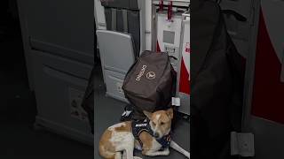 Aloka, the Peace Dog, Relaxing Before the Flight Takes Off to Go Back to Texas