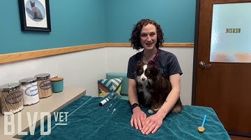 BLVD Vet How To: Liquid Oral Medication for Pets