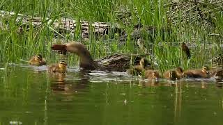 Baby Ducklings and their mother by Dog Park in Blairsville