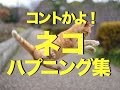 おもしろかわいいネコのハプニング動画集〜コントかよ！