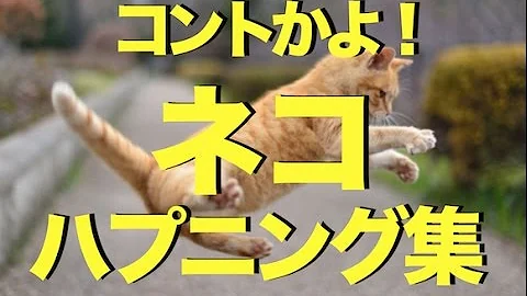 猫おもしろ動画集