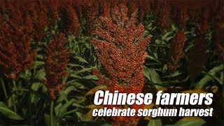 Live: Chinese farmers celebrate sorghum harvest红红火火高粱会 热热闹闹庆丰收